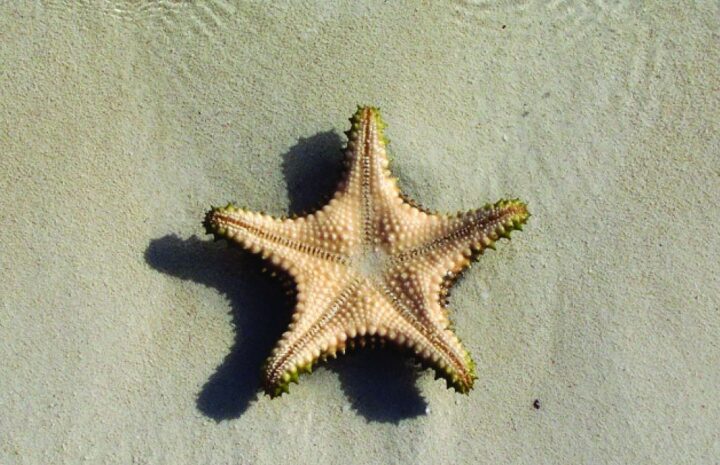 The Starfish Secret — passing on the simple things